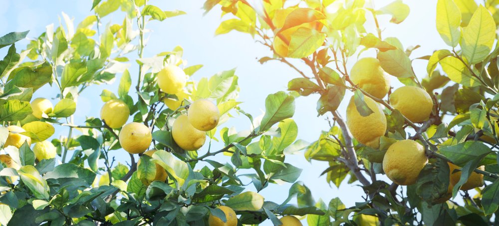 Frecious Citroen Gezond vrucht