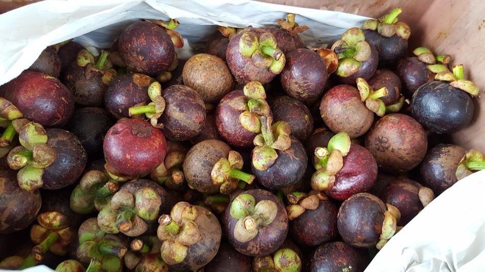 Mangosteen