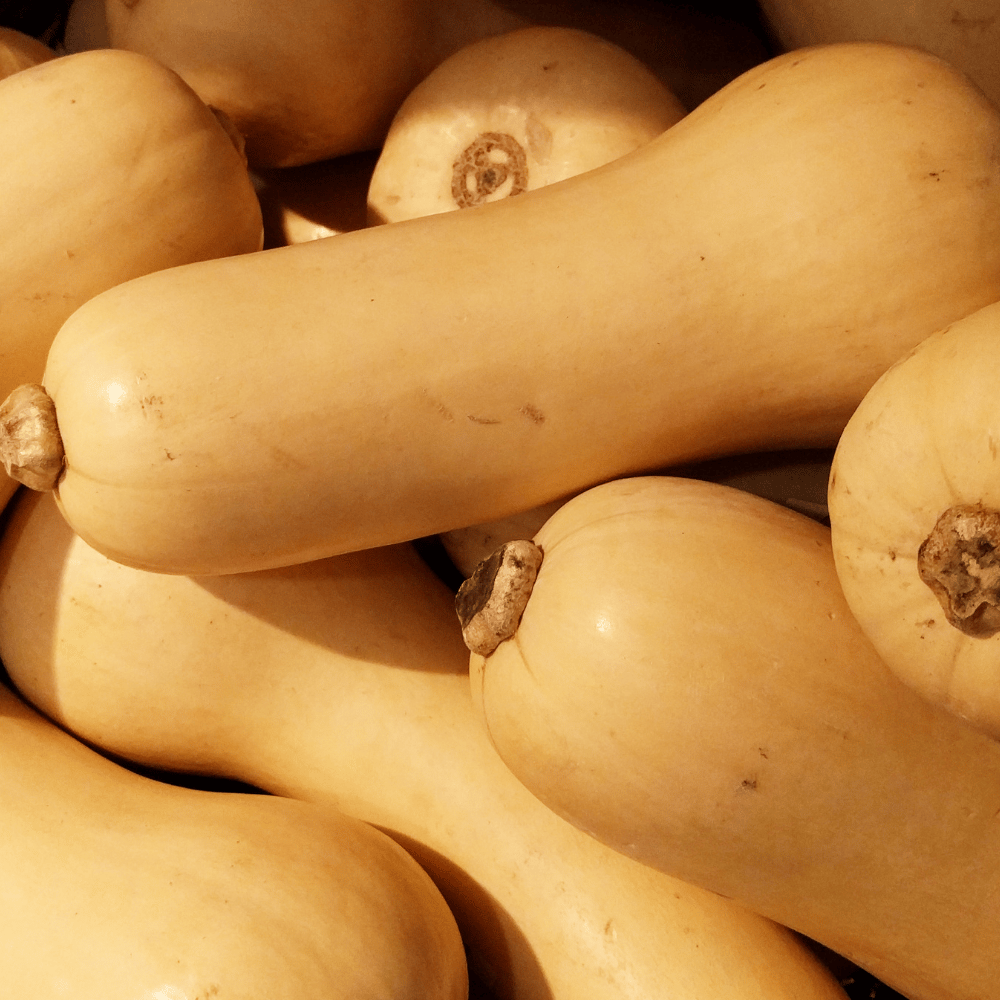 Flespompoen Butternut Pumpkin