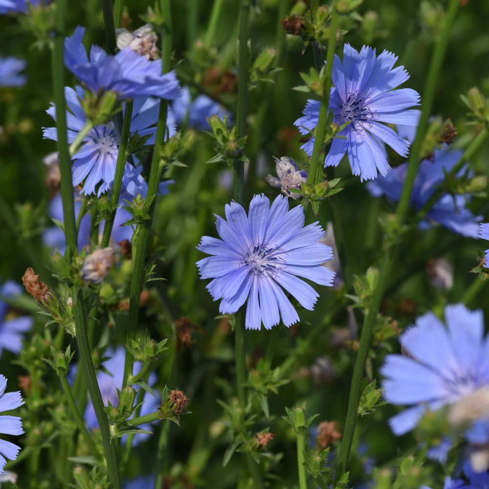 Wilde Cichorei Plant