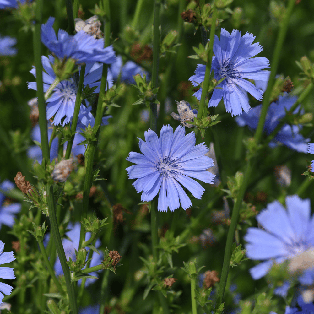 Wilde Cichorei Plant