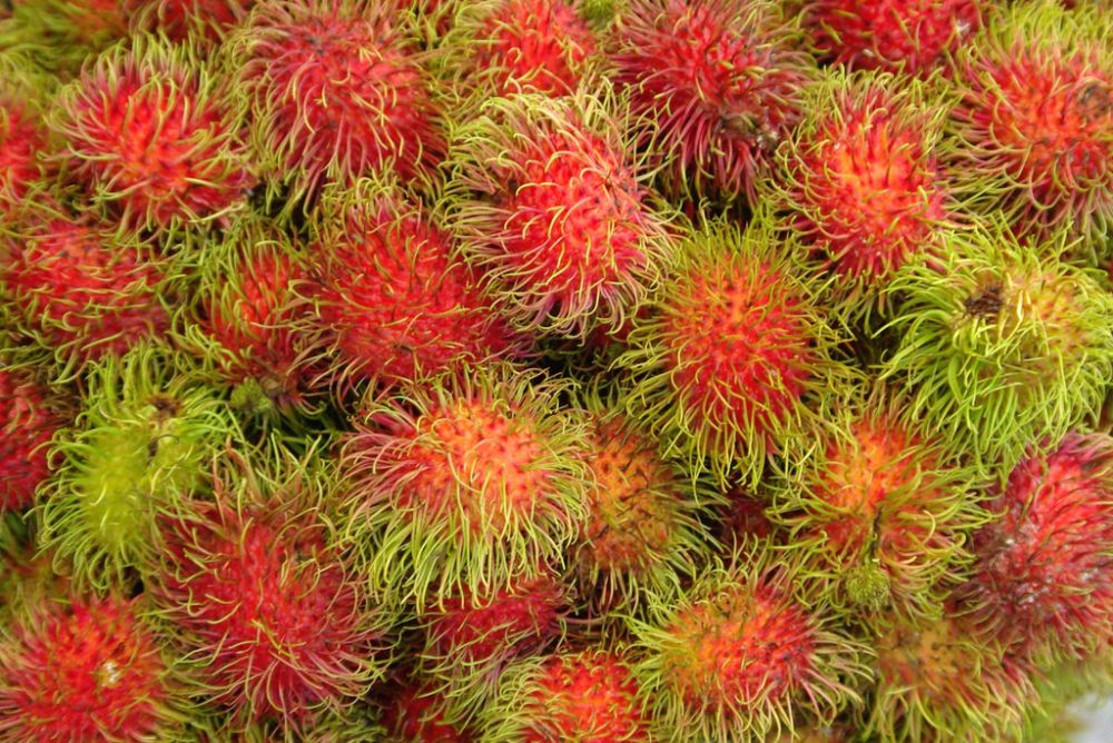 Rambutan Frecious