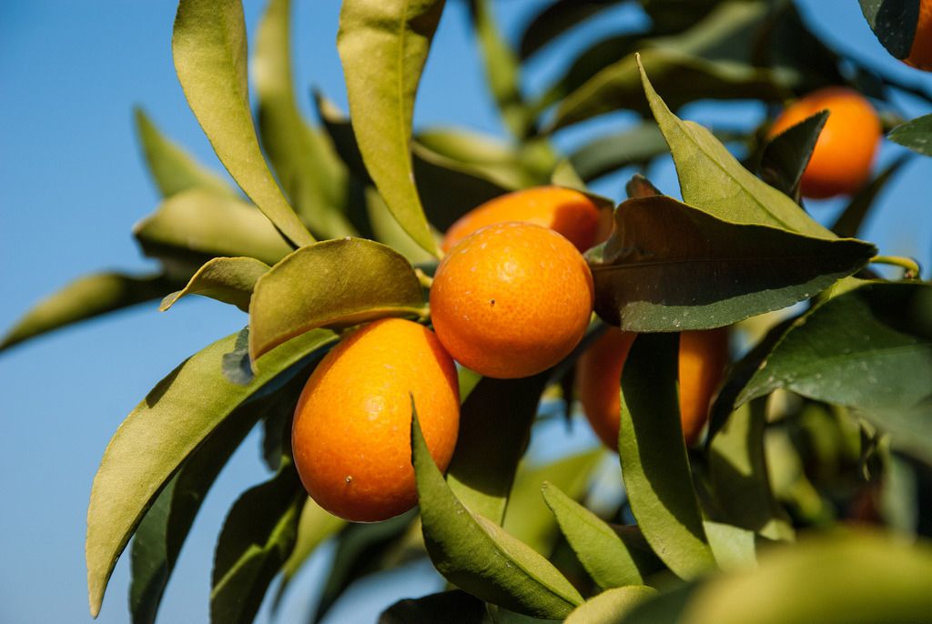 Kumquats