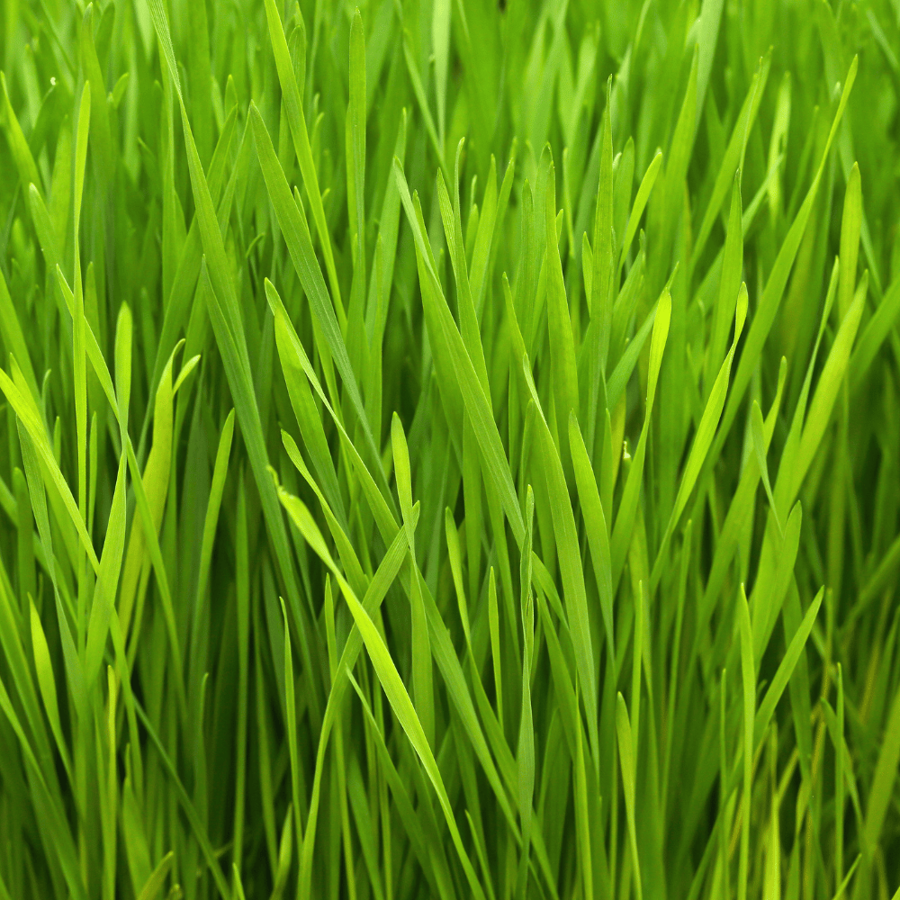 Tarwegras